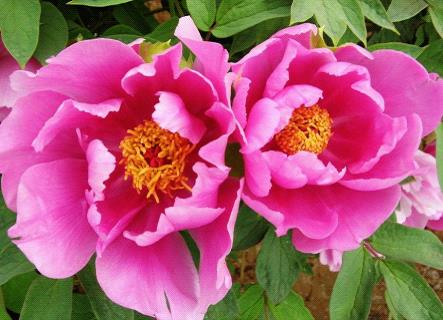 百岁老人生日送什么爱上海1314后花园