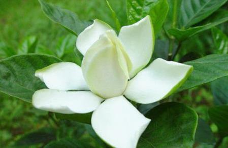 毕业送花送栀子花
