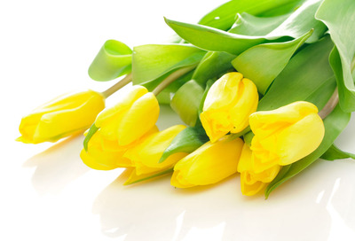 生日爱上海1314后花园送马蹄莲